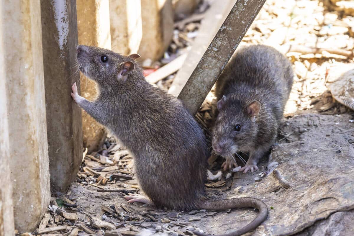 So schützt du deine Holz-Gartenmöbel und Terrasse vor Ratten – praktische Tipps 2026