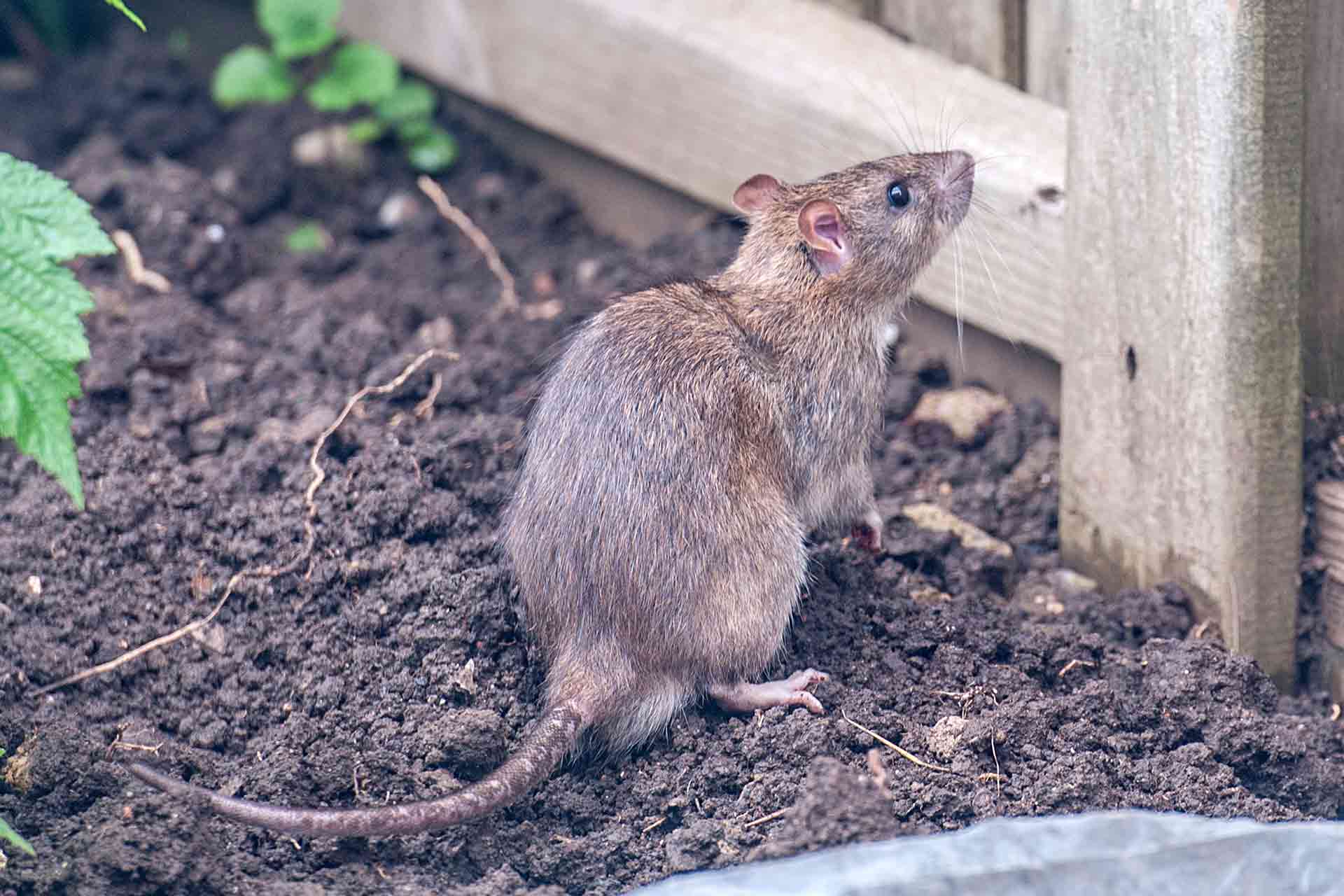 Nagespuren von Ratten an Holz-Gartenmöbeln – typischer Schaden an teuren Terrassenmöbeln