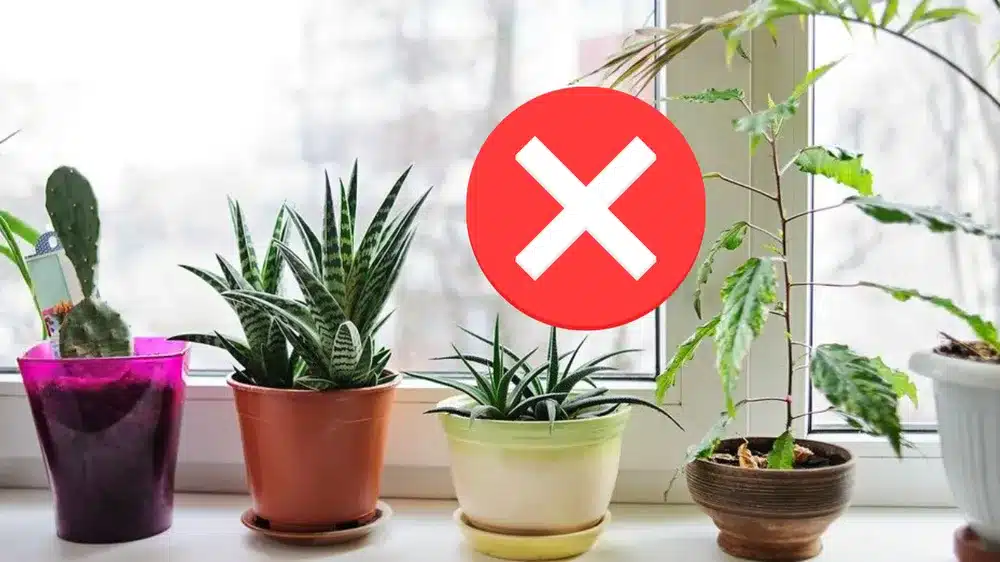 Blumentöpfe sind out: Hier ist der neue Trend für 2026, um Ihren Balkon oder Ihre Terrasse neu zu gestalten